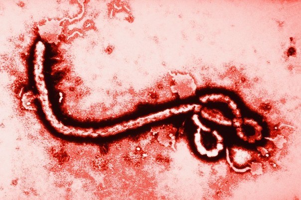 Вирус Эболы: правда и вымысел